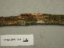 Lycogala epidendrum image