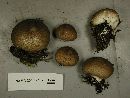 Lycoperdon nigrescens image