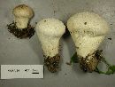 Lycoperdon pratense image