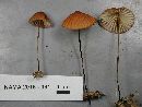 Marasmius fulvoferrugineus image