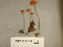 Marasmius siccus image