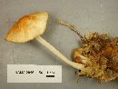 Marasmius strictipes image