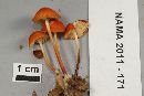 Marasmius sullivantii image