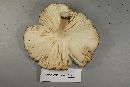 Megacollybia rodmani image