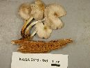 Mycena inclinata image