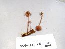 Mycena sanguinolenta image