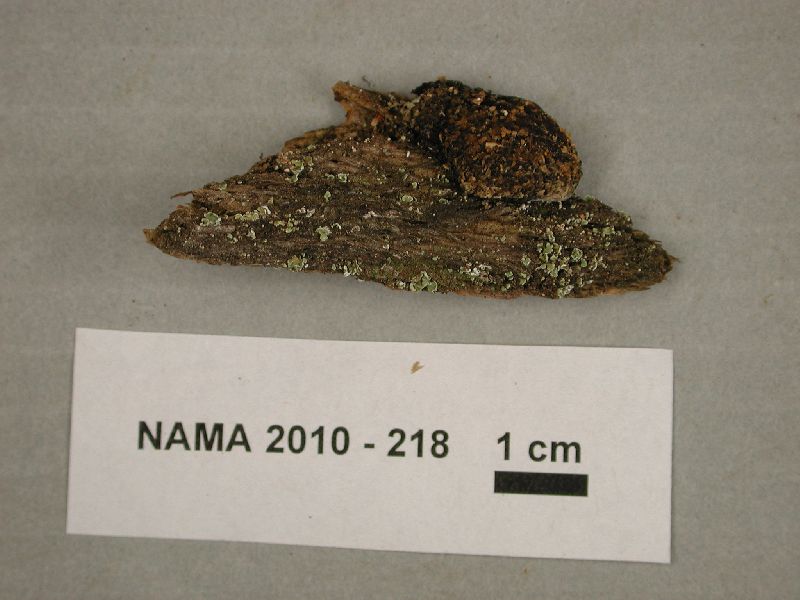 Myxogastria image