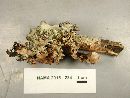 Parmotrema reticulatum image