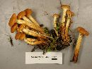 Pholiota alnicola image