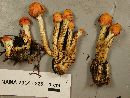 Pholiota astragalina image