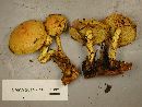 Pholiota flammans image