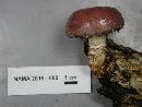 Pholiota polychroa image