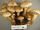 Pholiota squarrosa image