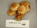 Pholiota squarrosoides image