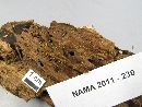 Physarum viride var. viride image