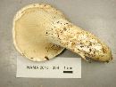 Pleurotus dryinus image