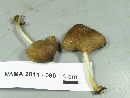 Pluteus longistriatus image