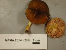 Pluteus romellii image
