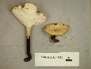 Polyporus leptocephalus image