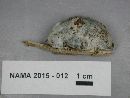 Postia caesia image