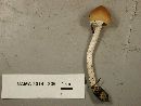 Psathyrella longistriata image