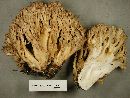 Ramaria acrisiccescens image