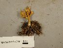 Ramaria argentea image