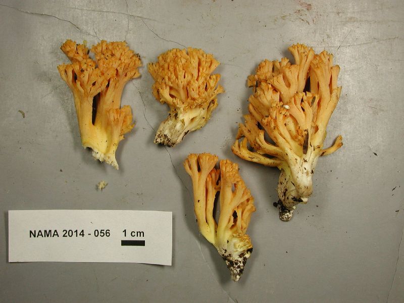 Ramaria aurantiisiccescens image