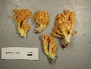 Ramaria aurantiisiccescens image