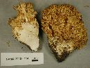 Ramaria cartilaginea image