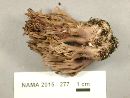 Ramaria fennica image