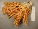 Ramaria leptoformosa image