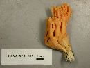 Ramaria longispora image