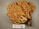 Ramaria rubribrunnescens image