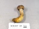 Retiboletus griseus image