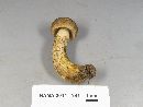 Retiboletus griseus image