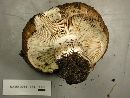 Russula adusta image