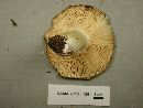 Russula aeruginea image