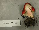 Russula americana image