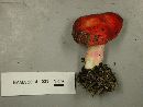 Russula americana image