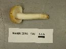 Russula amoenolens image