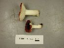 Russula aquosa image