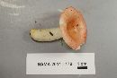 Russula betularum image