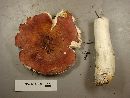 Russula cessans image