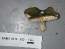 Russula aeruginea image