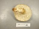 Russula crustosa image