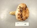 Russula crustosa image