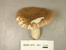 Russula crustosa image