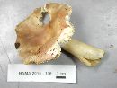 Russula cyanoxantha image