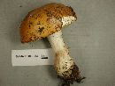 Russula decolorans image